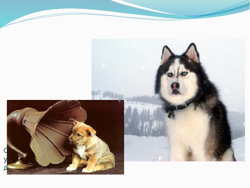 Собаки, воспринимают ультразвуки с частотой до 40 кГц. Собаки, воспринимают ультразвуки с частотой до 40 кГц.