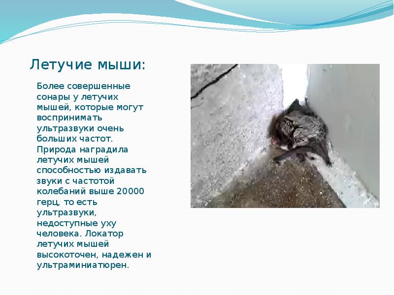 Летучие мыши:
Более совершенные сонары у летучих мышей, которые могут воспринимать Летучие мыши:
Более совершенные сонары у летучих мышей, которые могут воспринимать