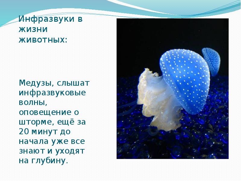 Инфразвуки в жизни животных:
Медузы, слышат инфразвуковые волны, оповещение о шторме, Инфразвуки в жизни животных:
Медузы, слышат инфразвуковые волны, оповещение о шторме,