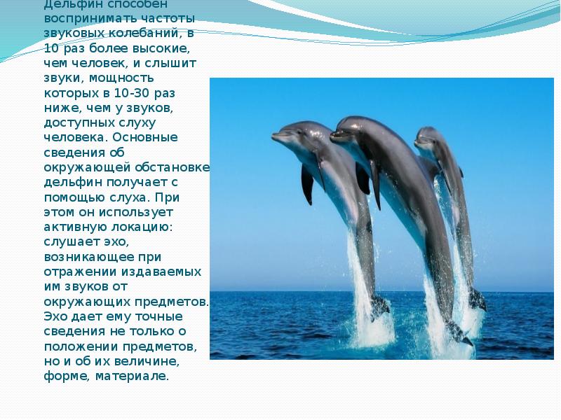 Дельфин способен воспринимать частоты звуковых колебаний, в 10 раз более высокие, Дельфин способен воспринимать частоты звуковых колебаний, в 10 раз более высокие,