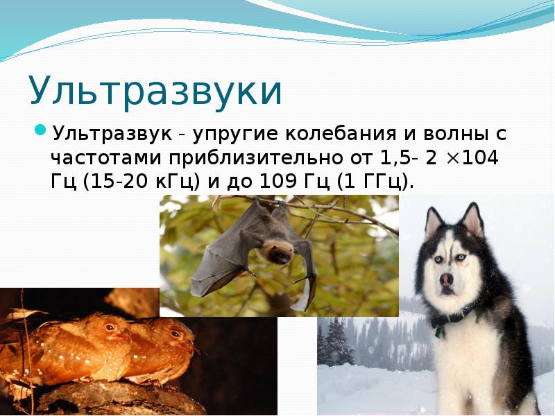 Ультразвуки
Ультразвук - упругие колебания и волны с частотами приблизительно от Ультразвуки
Ультразвук - упругие колебания и волны с частотами приблизительно от