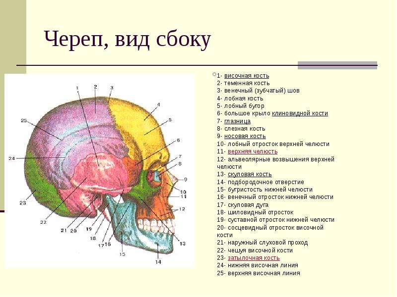 Височный голова. Мозговой отдел головы топографическая анатомия. Границы внешние ориентиры мозгового отдела головы. Мозговой отдел головы топографическая анатомия кости. Череп вид сбоку.