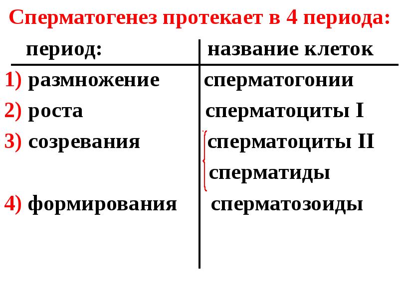 Сперматогенез. Всё, что вы хотели знать, но боялись спросить!