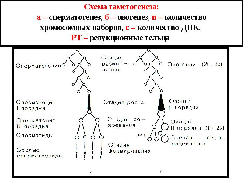 Гаметогенез схема с наборами хромосом