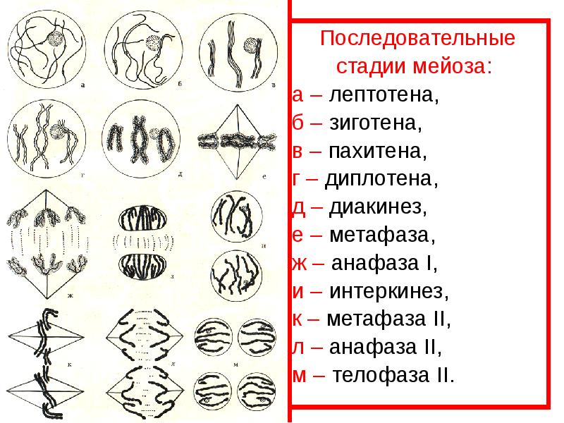 Фазы мейоза с рисунками и описанием