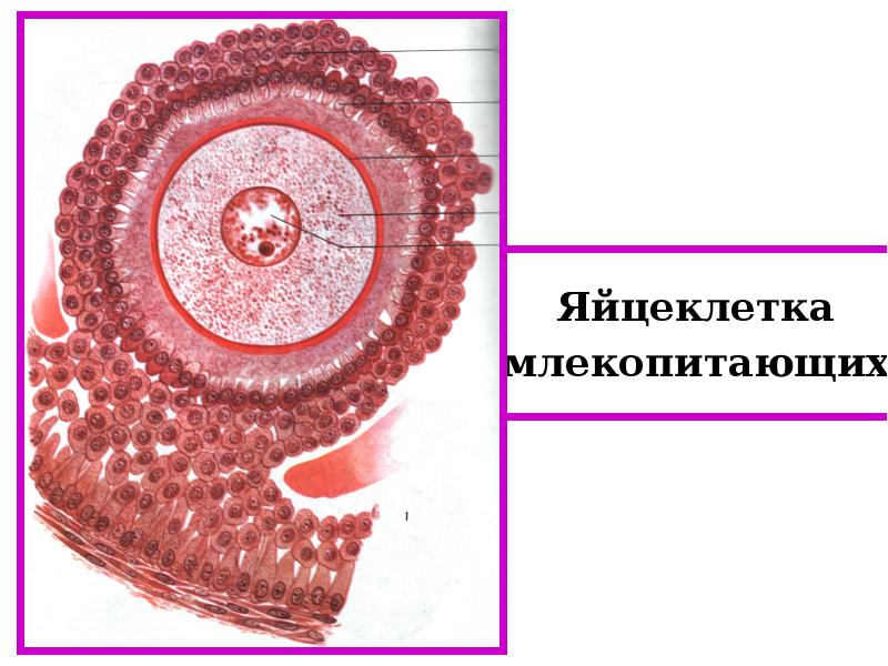 Яйцеклетка рисунок биология