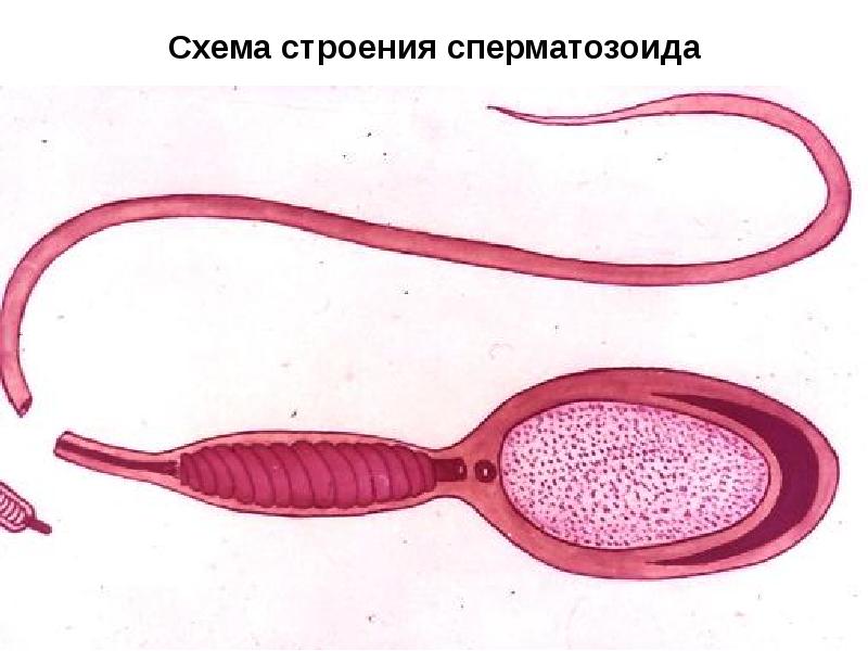 Сперматогенез — Википедия