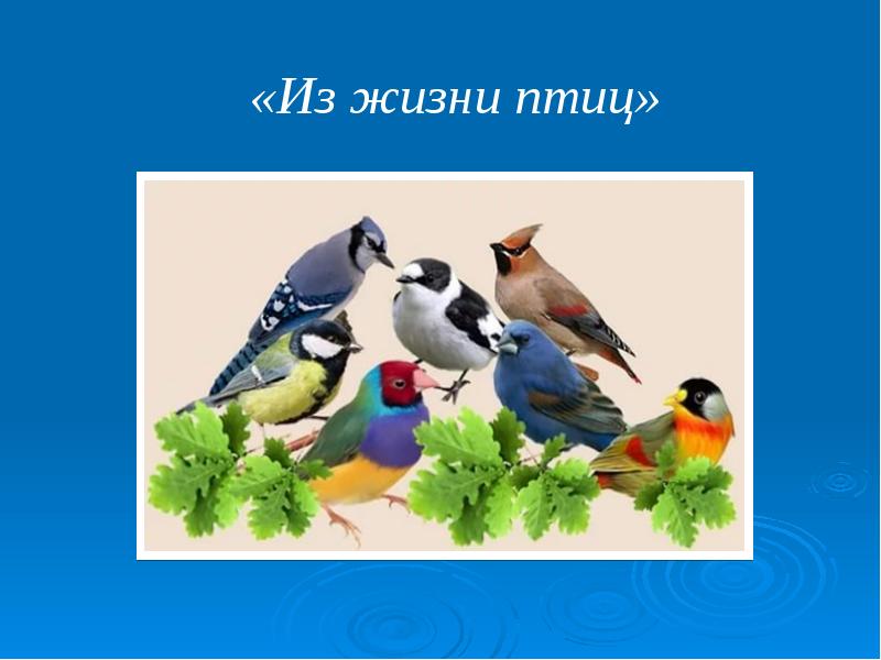 Birds проект. Проект про птиц. Птицы презентация. Берегите птиц презентация. Фон для презентации птицы.