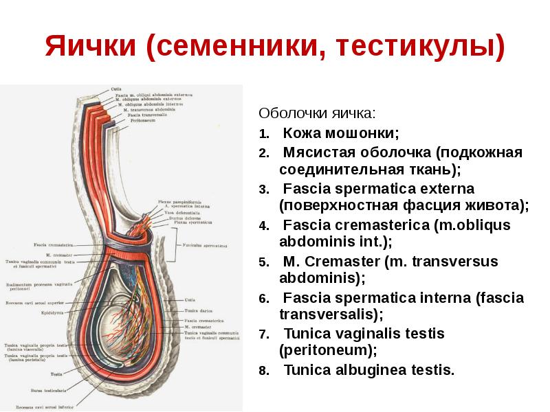 Яички это. Оболочки яичка и семенного канатика. Оболочки яичка производные брюшины. Строение яичка семенной канатик. Яичко мужское анатомия строение.