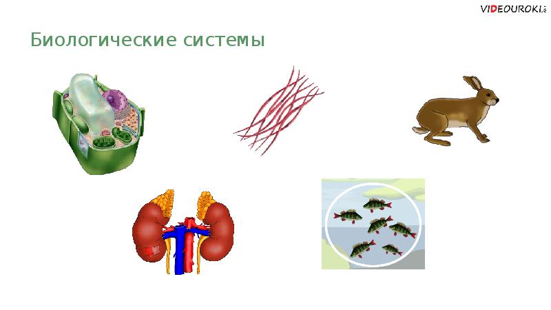 Биологические системы презентация