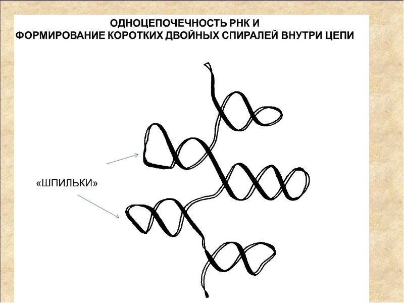 Двойная спираль нуклеиновых кислот. РНК формирует спирали. Биомакромолекулы.