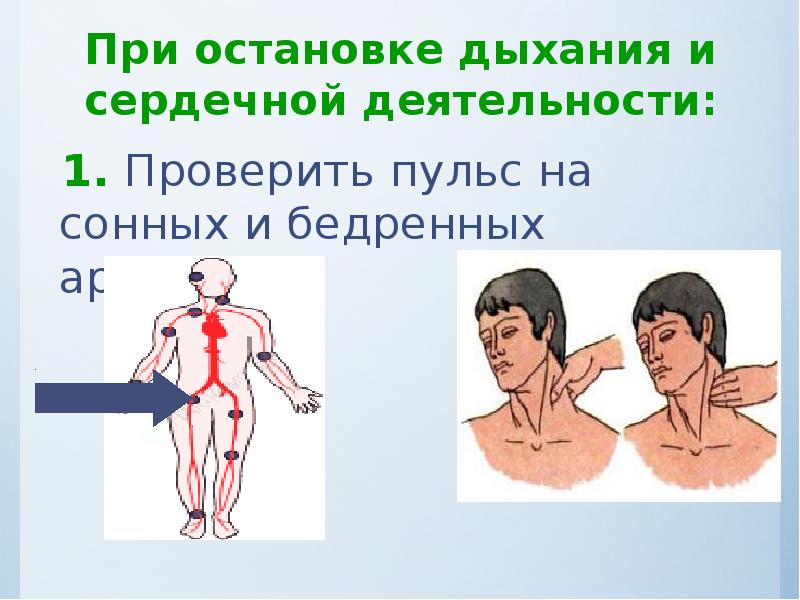 Наличие пульса. Определение наличия пульса на сонной артерии пострадавшего. Проверка дыхания и пульса. Проверить пульс на сонной артерии.