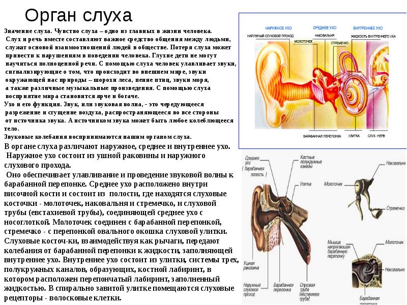 Среднее и внутреннее ухо функции