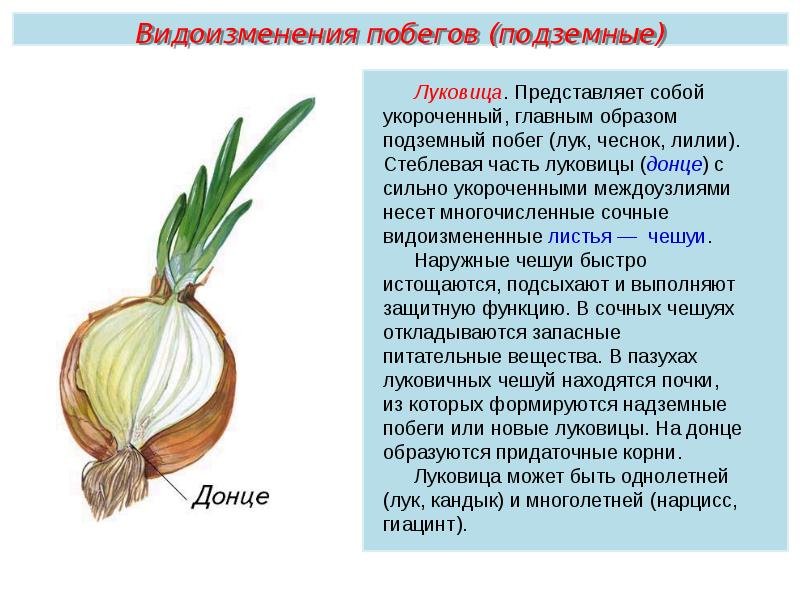 Растения пименов презентация