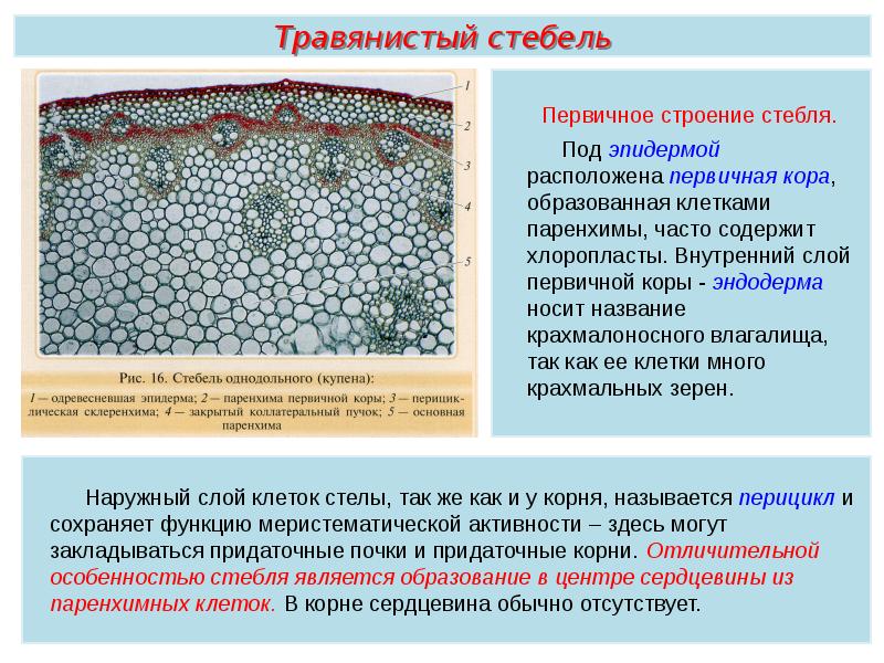 Растительные ткани пименов презентация