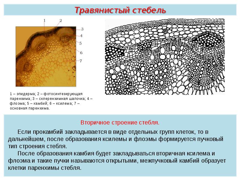 Растительные ткани пименов презентация