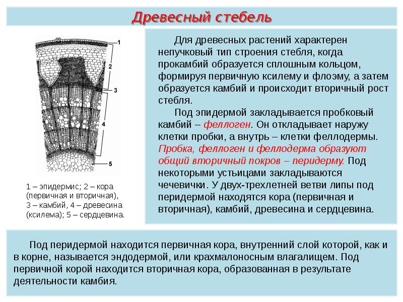 Растительные ткани пименов презентация