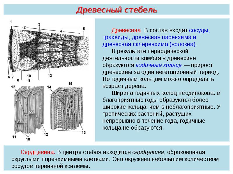 Растительные ткани пименов презентация