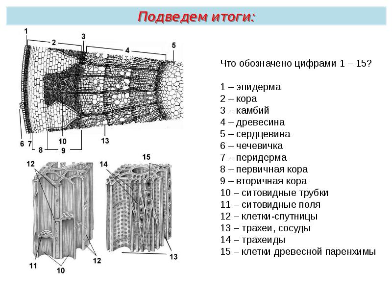 Какой буквой на рисунке обозначен камбий