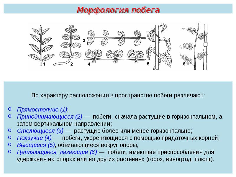 Корень пименов презентация