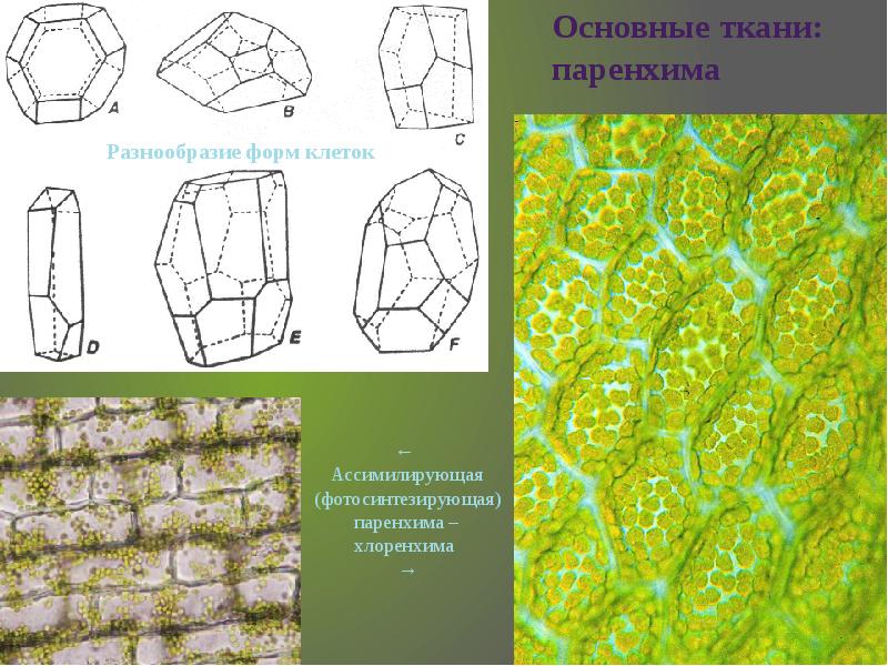 Рисунок основной ткани