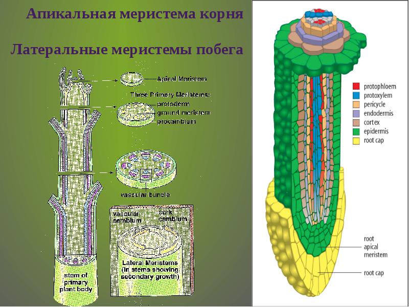 Боковая меристема рисунок