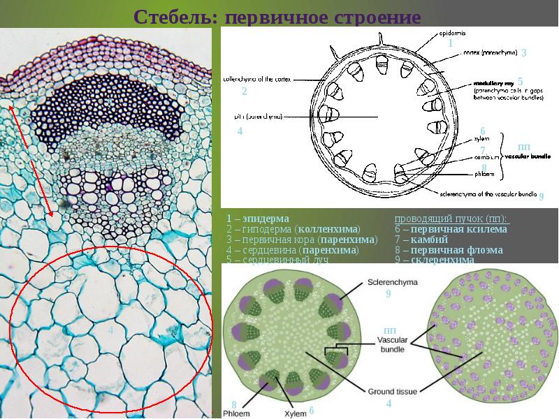 Вторичное строение стебля рисунок