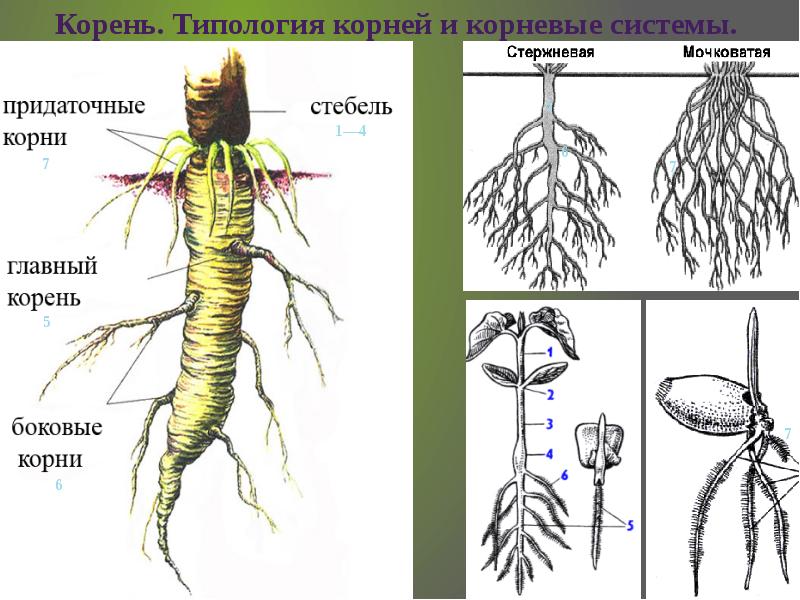 Какая корневая система изображена на каждом рисунке