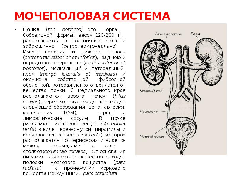 Парный бобовидный орган