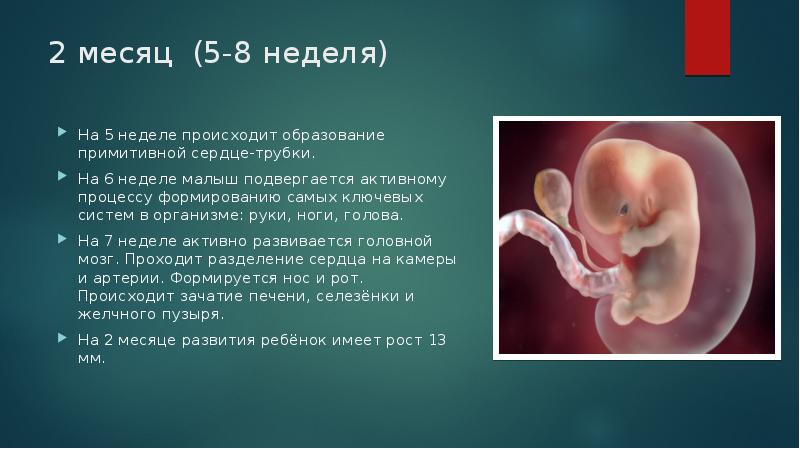 2 3 недели что происходит