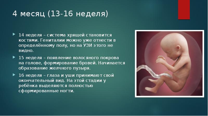 14 недель в днях