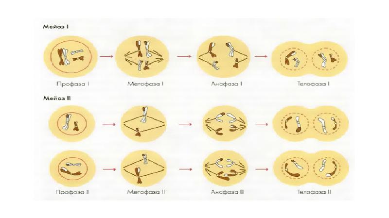 Мейоз кратко. Фазы мейоза таблица. Стадии мейоза таблица. Таблица мейоз 10 класс. Характеристика фаз мейоза таблица.
