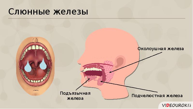 Схема слюнных желез