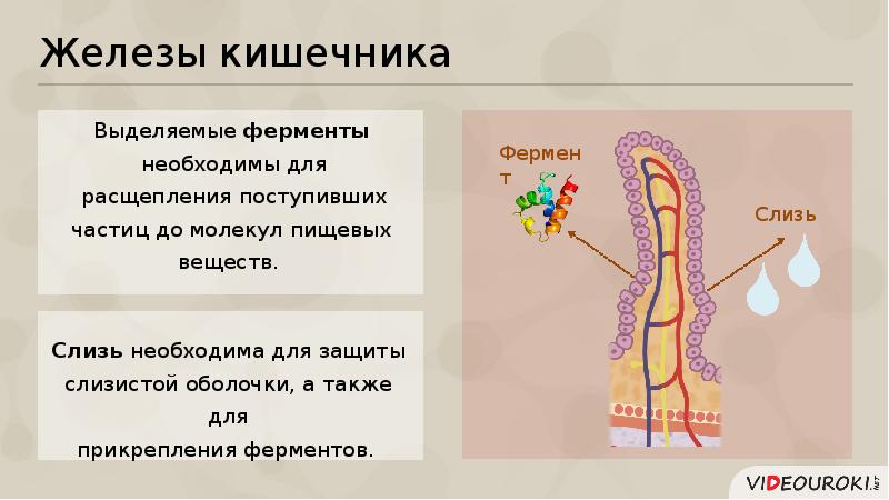 Железы внутренней и внешней и смешанной секреции презентация 8 класс