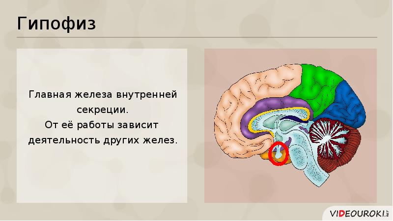 Презентация на тему гипофиз