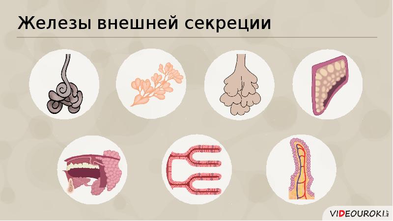 Железы внешней секреции рисунок