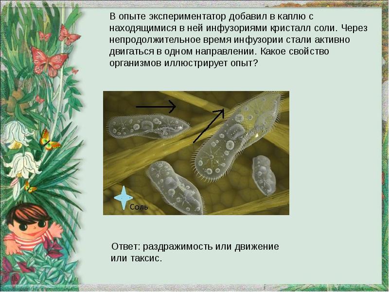 В изображенном на рисунке опыте экспериментатор поместил кристалл соли в каплю воды с живыми амебами