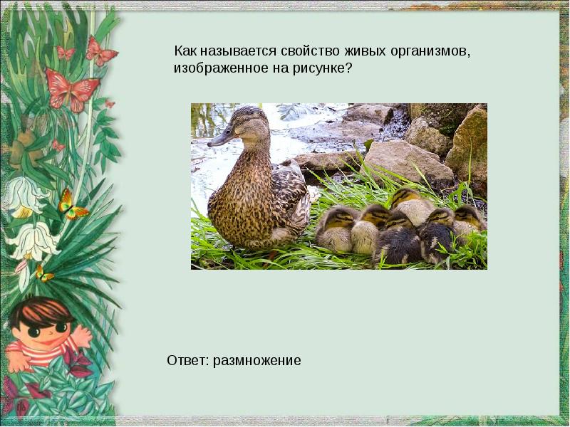 Как называется свойство живых организмов изображенное на рисунке рост растения