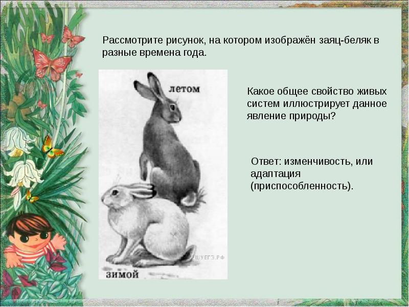 Какое свойство живого иллюстрирует. Признаки живого зайца беляка. Заяц свойство живых систем иллюстрирует. Рассмотрите рисунок на котором изображен заяц Беляк. Какое свойство живых систем изображено на рисунке заяц.