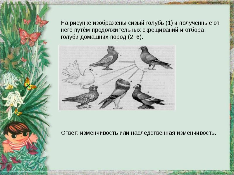 На рисунке изображен сада. На рисунке изображен сизый голубь. На рисунке изображен голубь и полученные от него. На рисунке изображён сизый голубь и полученные от него. Получение от него СКРЕЩИВАНИЙ И отбора голуби.