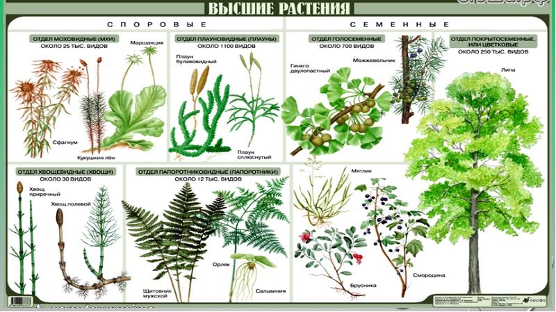 Плауны хвощи папоротники 5 класс презентация