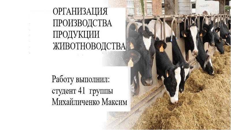 Управление производством продукции животноводства