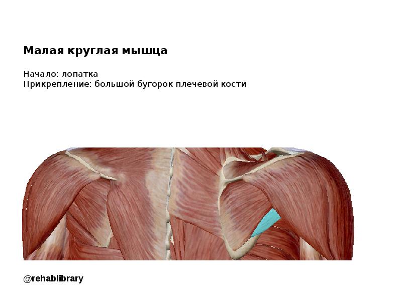 Большая круглая мышца плеча