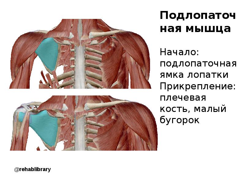 Подлопаточная мышца. Подлопаточная мышца начало и прикрепление. Подлопаточная ямка. Подлопаточная мышца функции. Подлопаточная область спины.