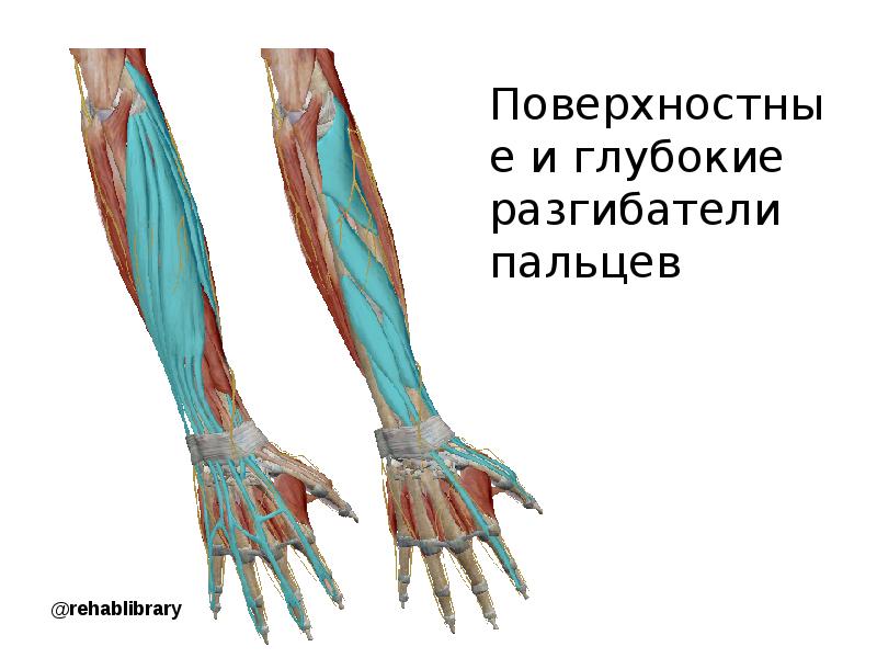 Разгибатели кисти. Разгибатель пальцев. Разгибатель большого пальца руки. Общий разгибатель пальцев кисти. Разгибатель мизинца.