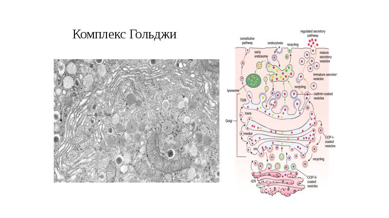 Комплекс гольджи схема