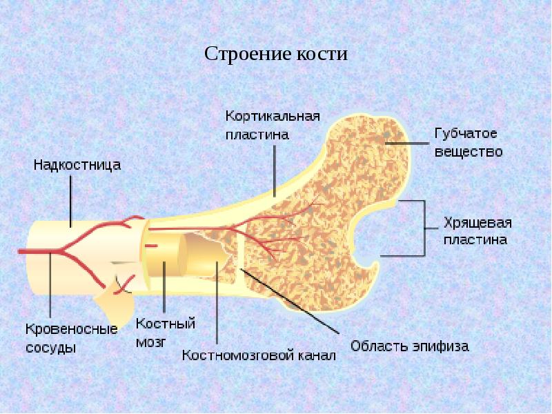 Не только контрацепция и ИППП. В Латвии появился новый сайт, отвечающий на вопросы молодежи о сексе