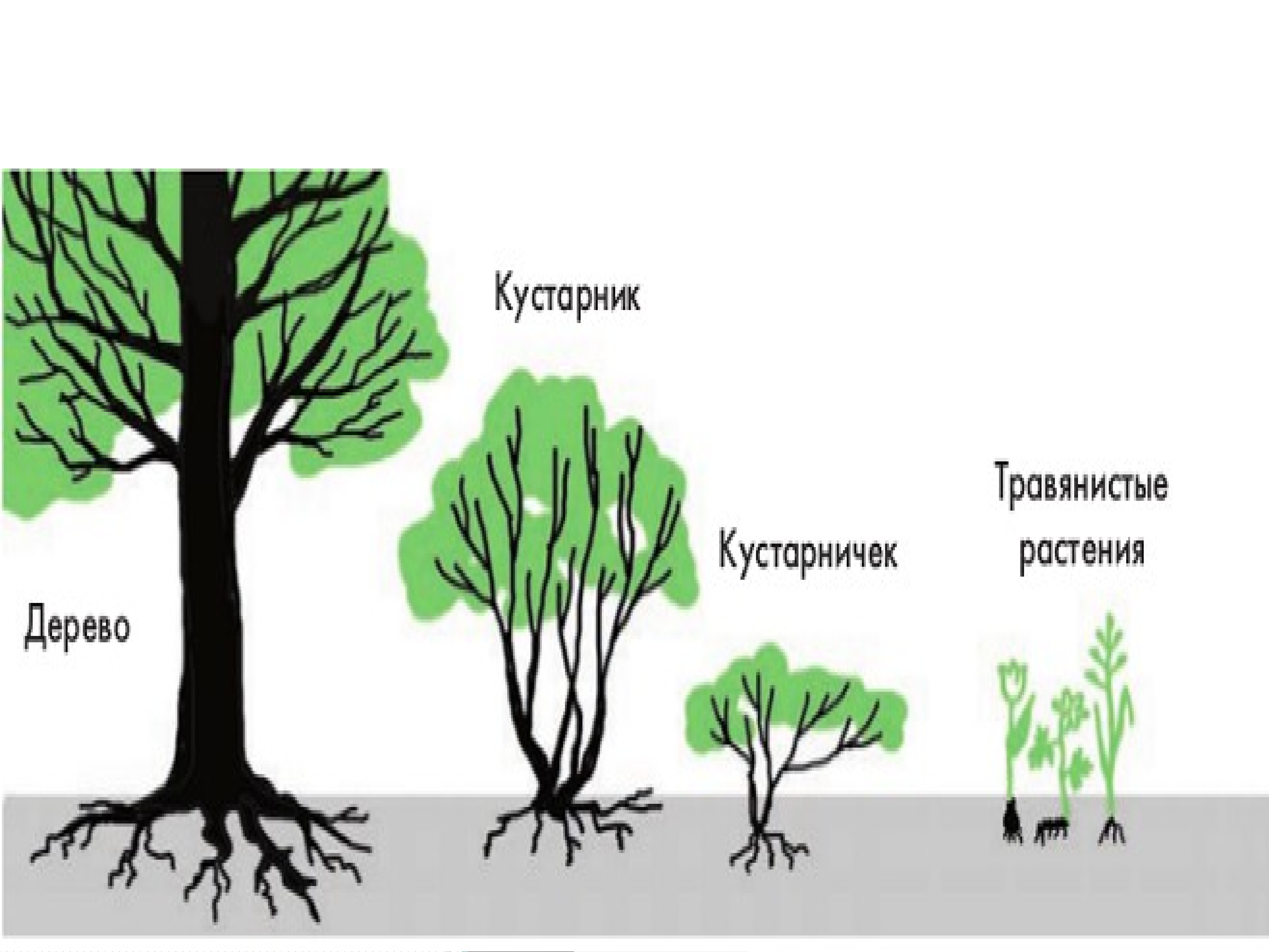 Растения карелии презентация