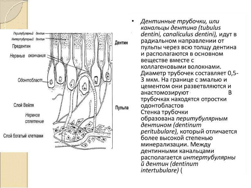 В чем особенность строения дентина какую функцию. Перитубулярный дентин. Гистологическое строение дентина. Дентинные канальцы строение. Дентин и дентинные канальцы.