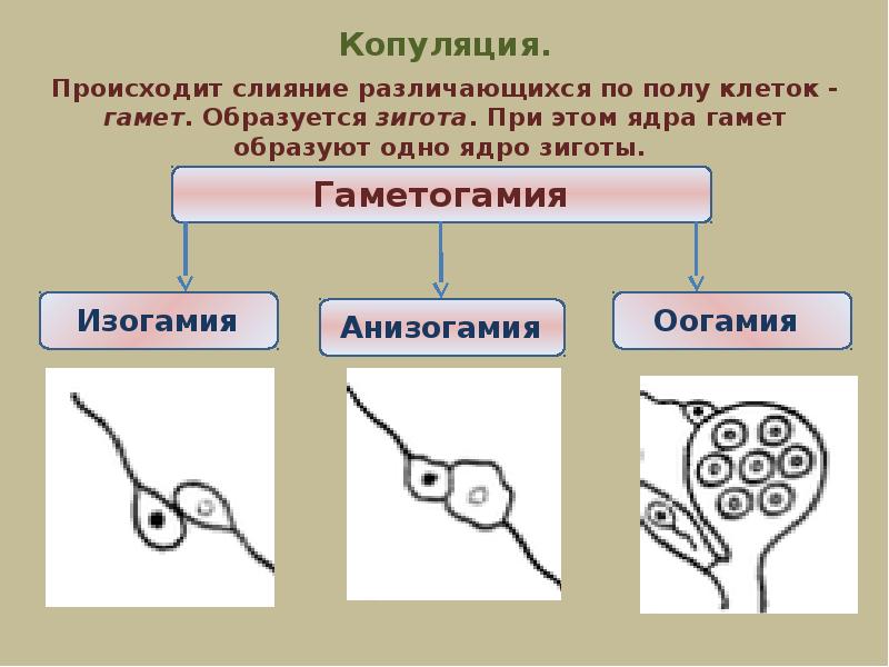 Презентация на тему размножение живых организмов 9 класс биология